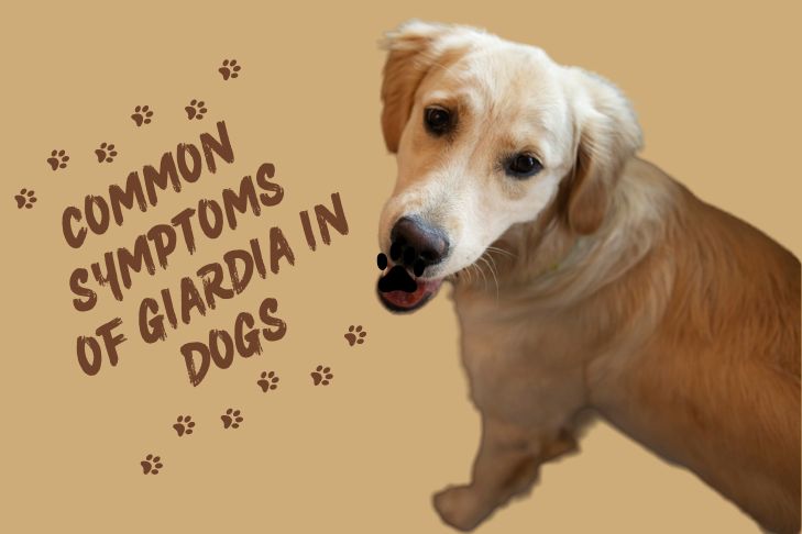 common symptoms of giardia in dogs