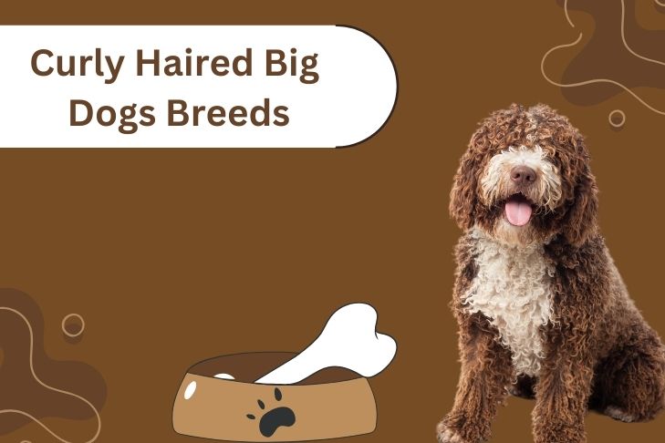 curly haired big dogs breeds