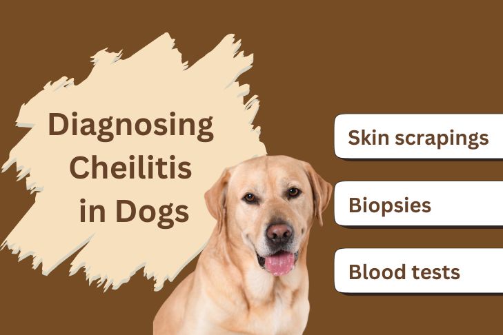 diagnosing cheilitis in dogs