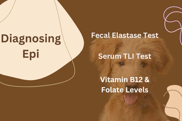 diagnosing epi before learning how to treat epi in dogs