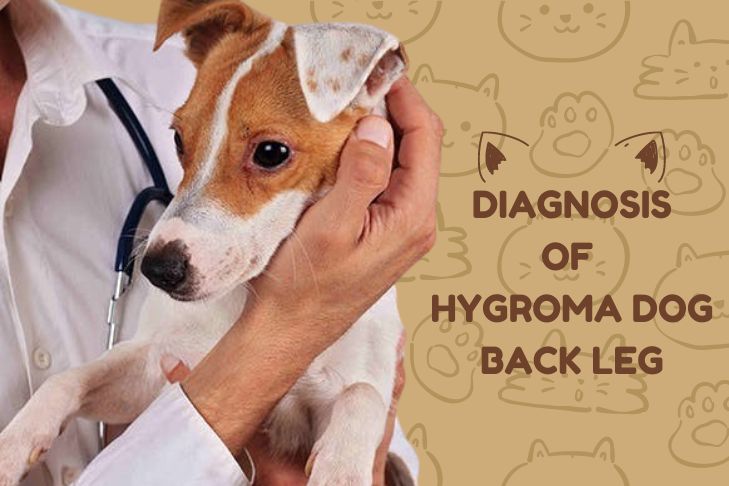 diagnosing hygroma dog back leg