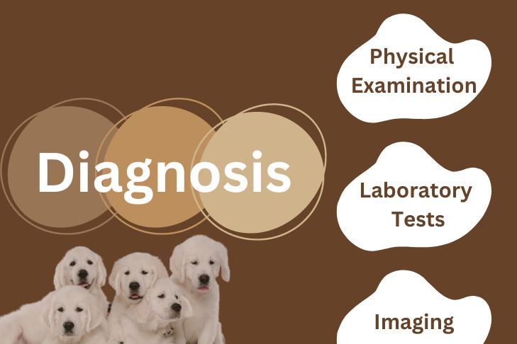 diagnosis for balanoposthitis dog