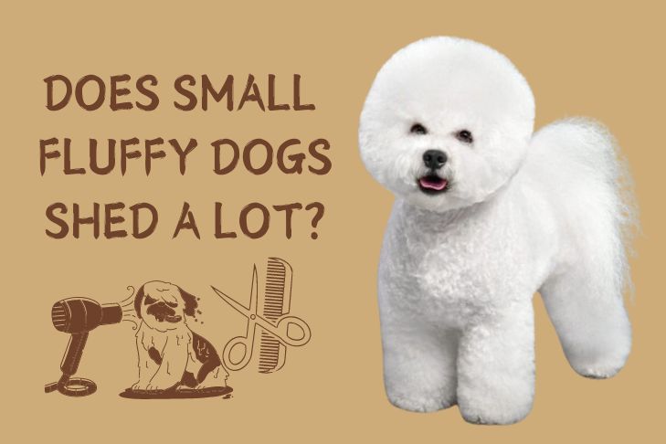 do fluffy dogs that stay small shed a lot