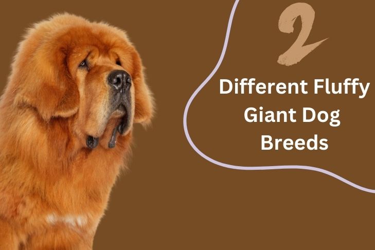 explore 2 different fluffy giant dog breeds