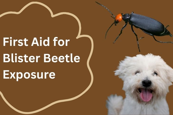 first aid for blister beetle exposure