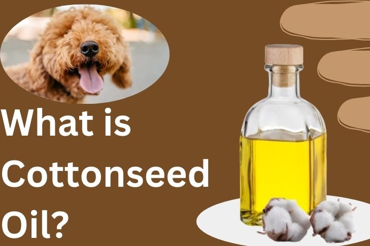 first what is cottonseed oil