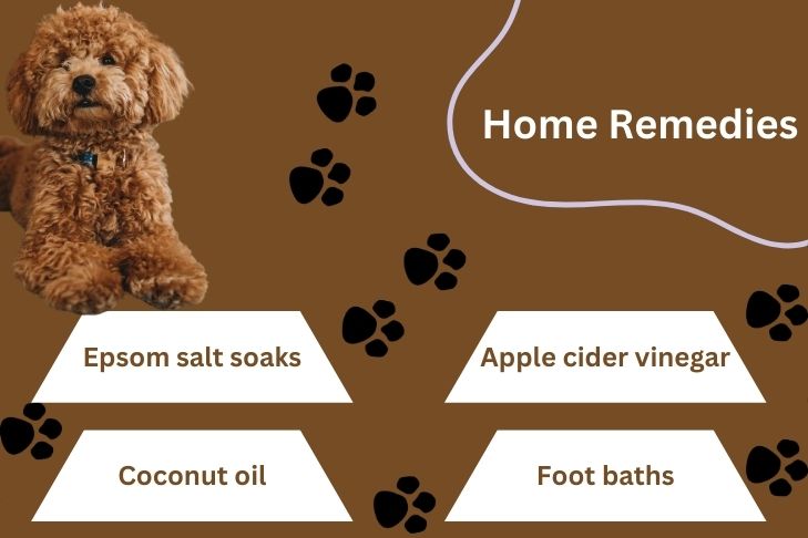 home remedies for sores in between dogs toes