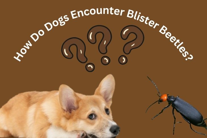 how do dogs encounter blister beetles