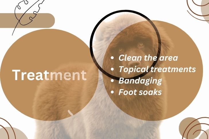 how do you treat sores in between dogs toes