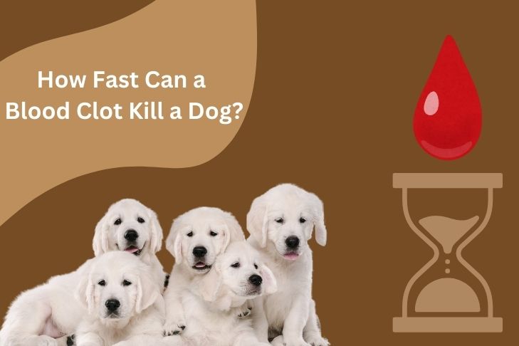 how fast can a blood clot kill a dog