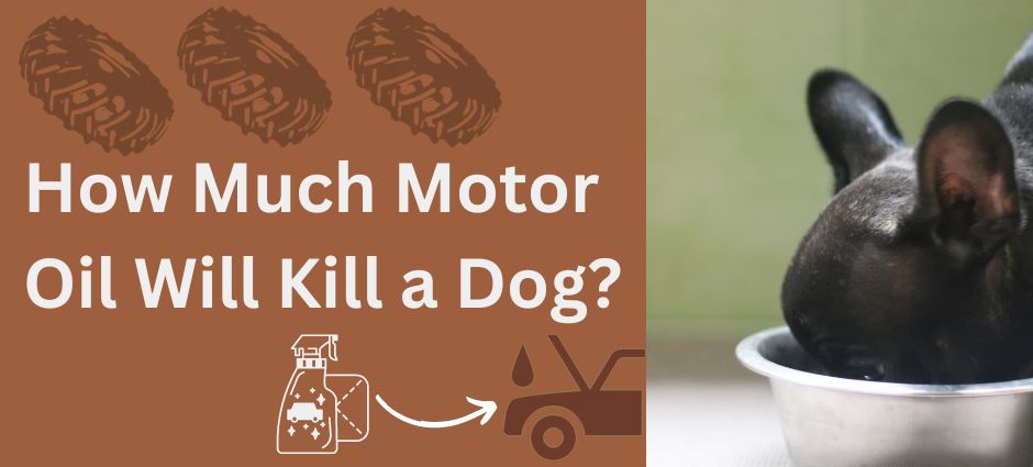 how much motor oil will kill a dog