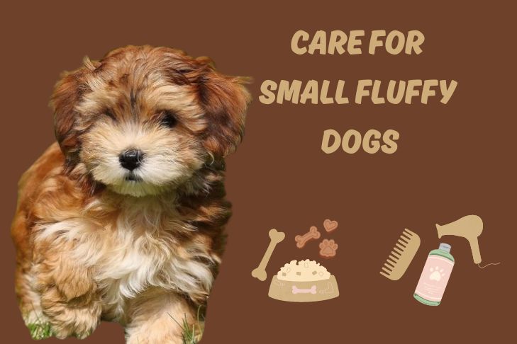 how to care for fluffy dogs that stay small