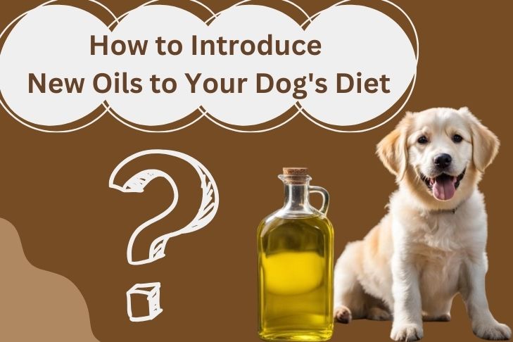 how to introduce new oils to your dog's diet