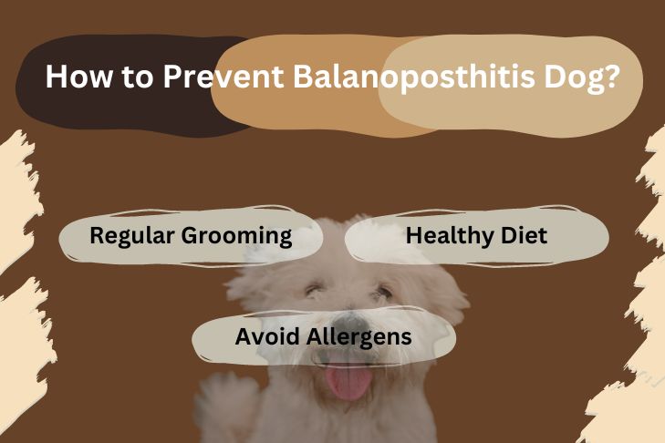 how to prevent balanoposthitis dog