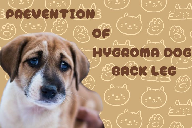 how to prevent hygroma dog back leg