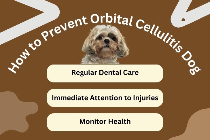 how to prevent orbital cellulitis dog