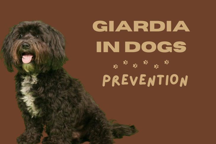 how to prevent symptoms of giardia in dogs from happening