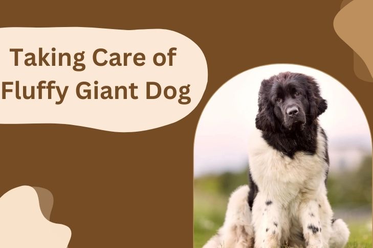 how to take care of fluffy giant dog