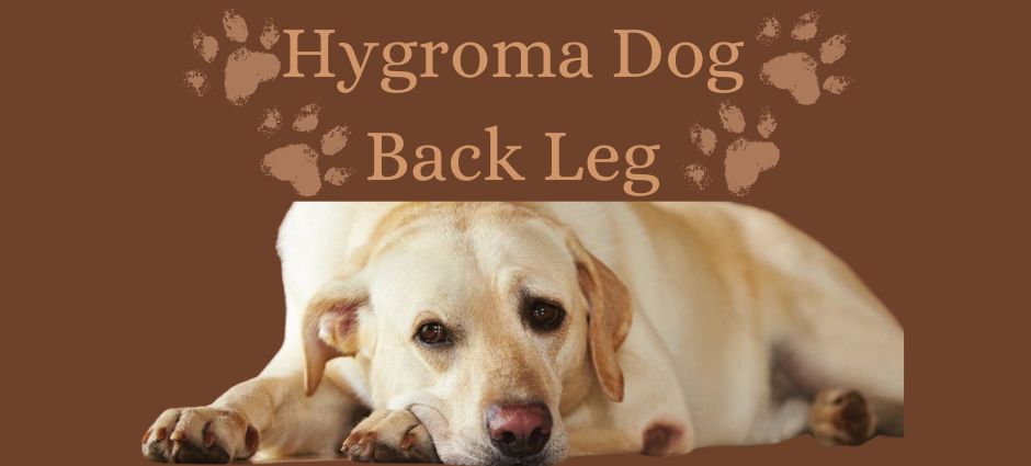 hygroma dog back leg