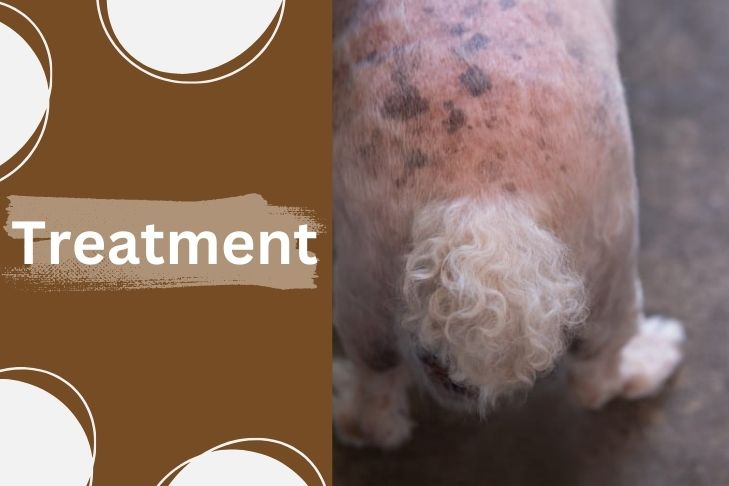 hyperpigmentation in acanthosis nigricans dogs