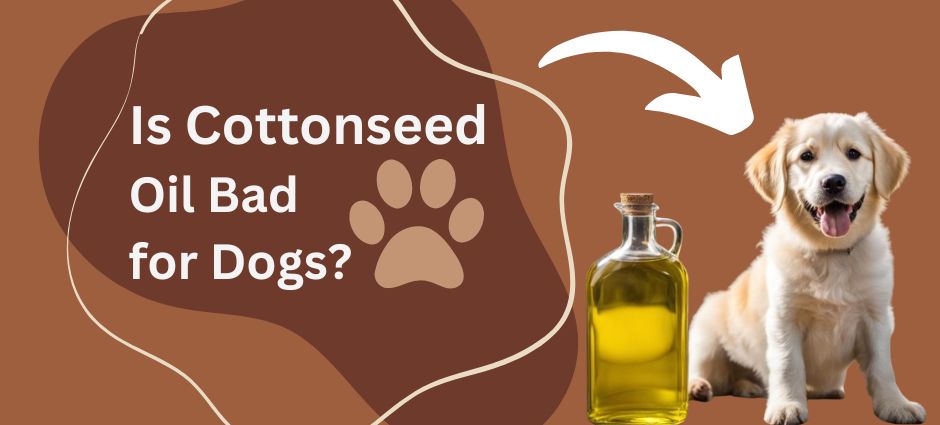 is cottonseed oil bad for dogs