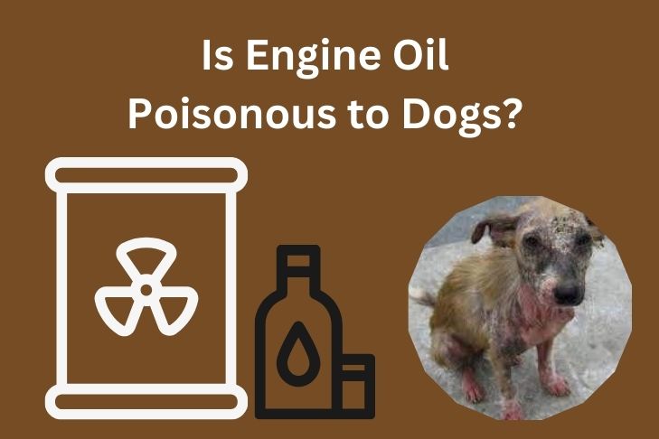 is engine oil poisonous to dogs