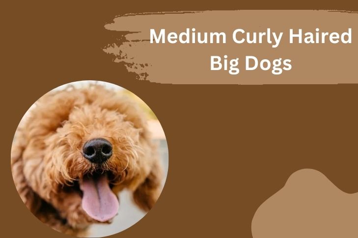 medium curly haired big dogs