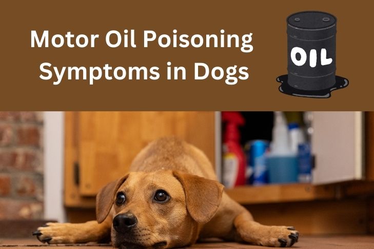 motor oil poisoning symptoms in dogs