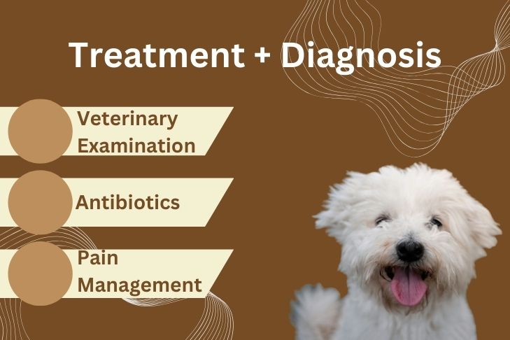 orbital cellulitis dog treatment plus diagnosis