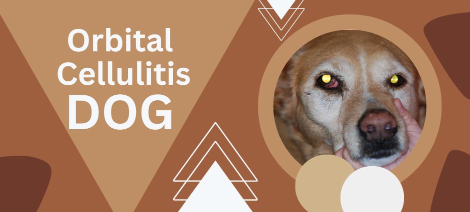 orbital cellulitis dog