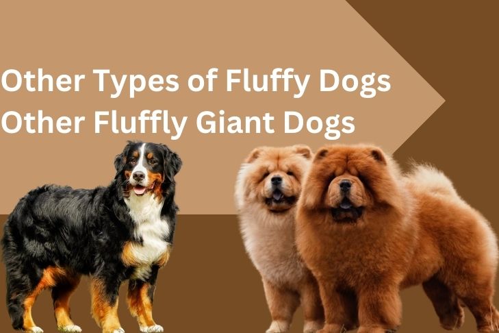 other types of fluffy dogs other fluffly giant dogs