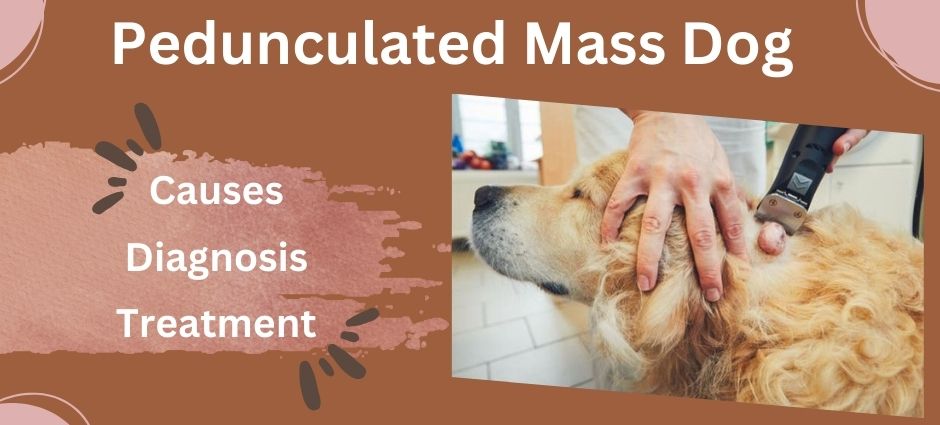 pedunculated mass dog