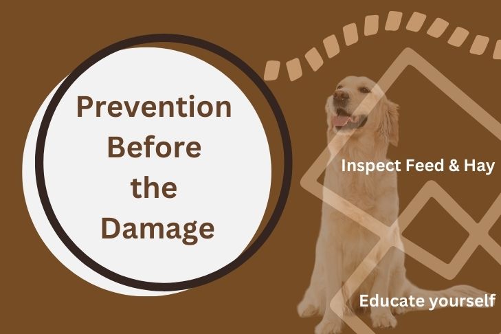 prevention before the damage