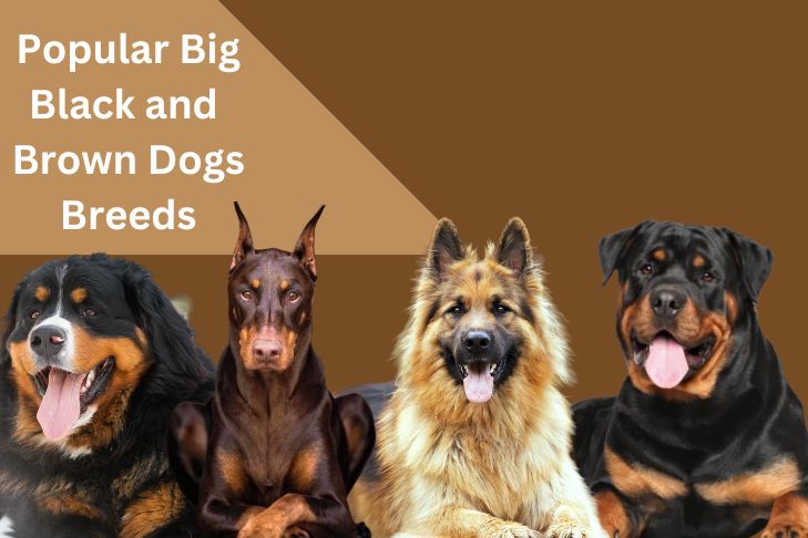 popular big black and brown dogs breeds