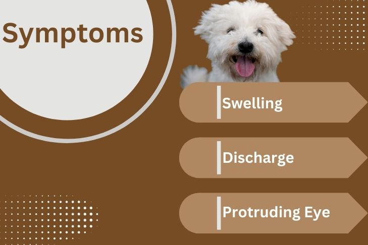 recognizing orbital cellulitis dog symptoms