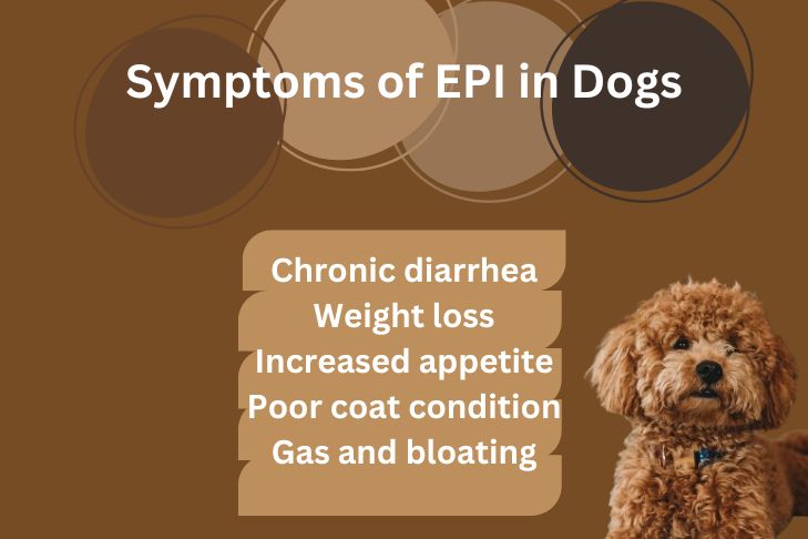 recognizing the symptoms of epi in dogs