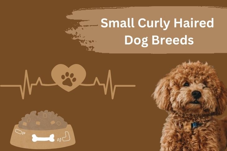 small curly haired dog breeds