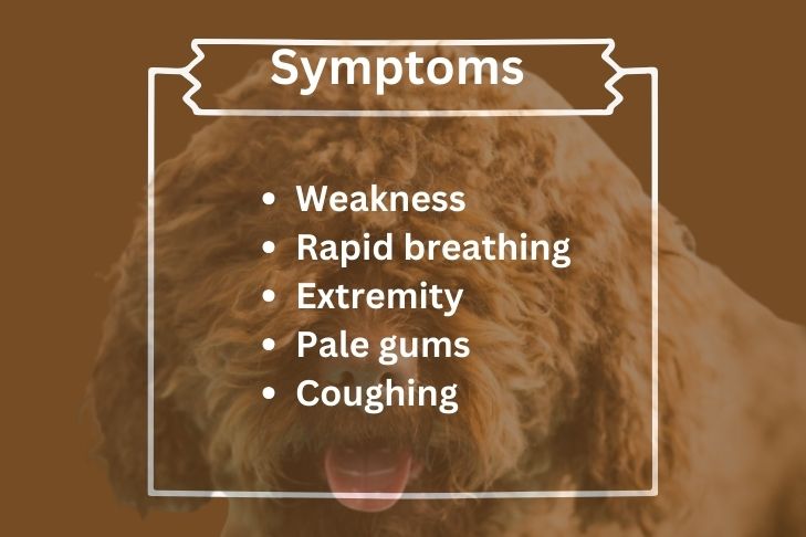 symptoms of blood clots in dogs