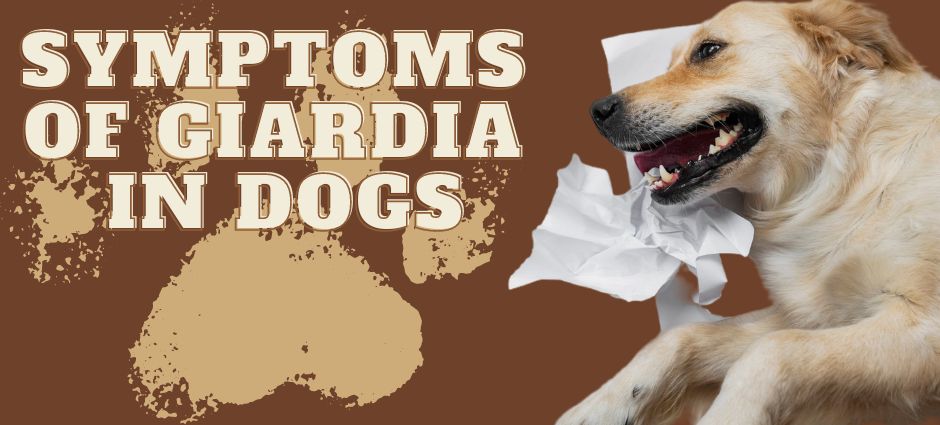 symptoms of giardia in dogs