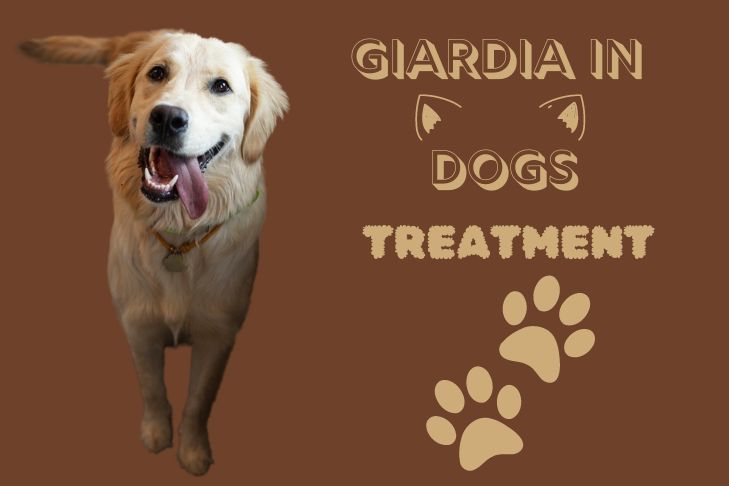 treatment for symptoms of giardia in dogs