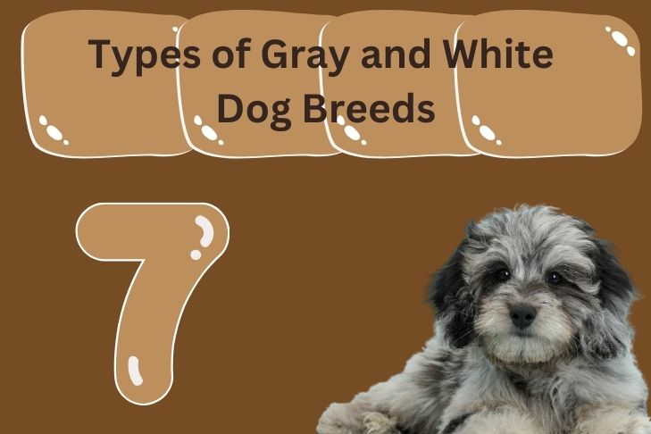 types of gray and white dog breeds