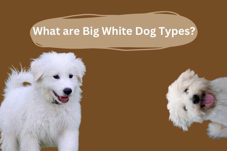 what are big white dog types