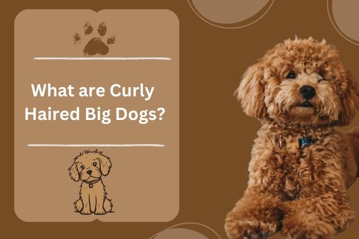 what are curly haired big dogs