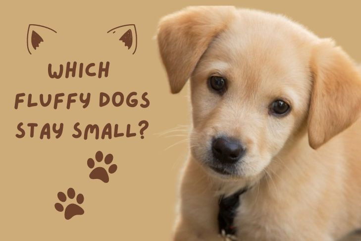 what are the best fluffy dogs that stay small