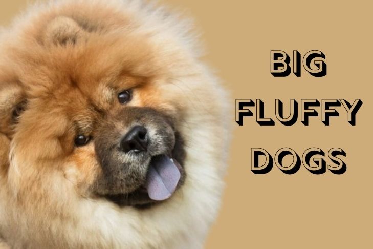 what are the big fluffy dogs called