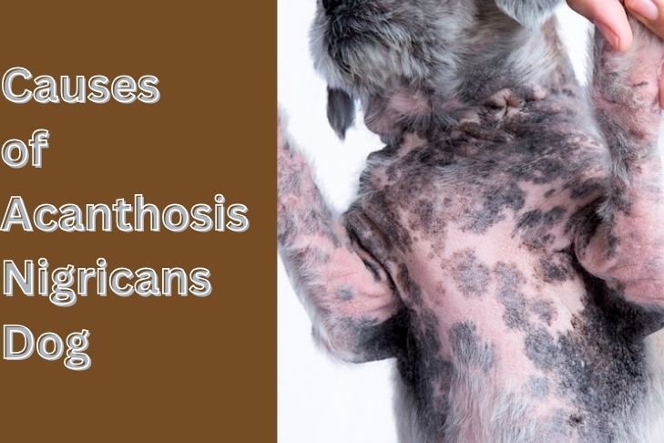 what are the causes of acanthosis nigricans dog