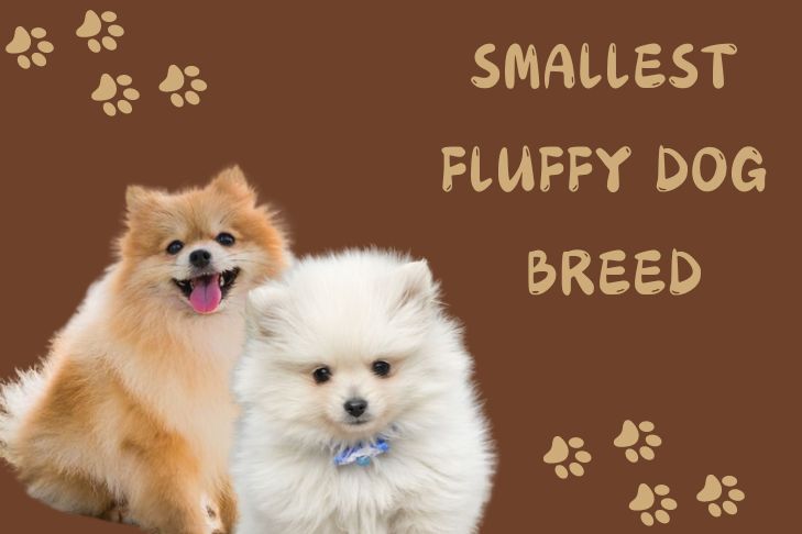 what are the smallest fluffy dog breeds