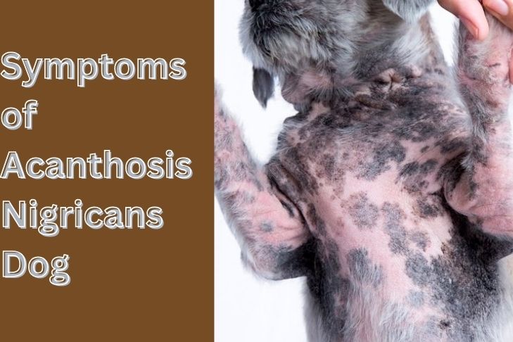 what are the symptoms of acanthosis nigricans dog