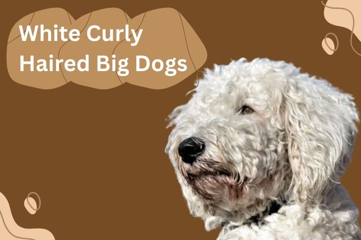 what are white curly haired big dogs