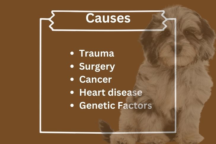 what causes blood clots in dogs